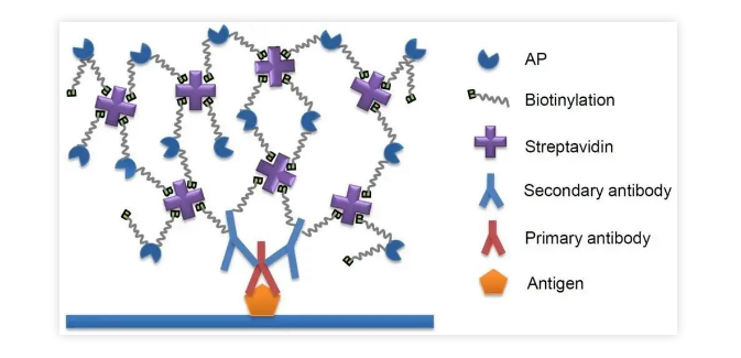 38门AP课程究竟报考哪科