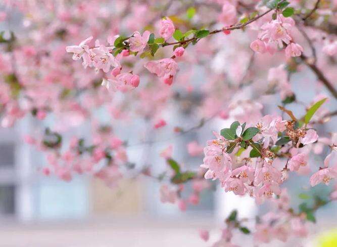 西交大苏州附中校园开放日