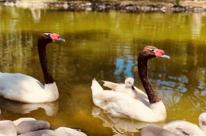 北京四中国际课程佳莲校区