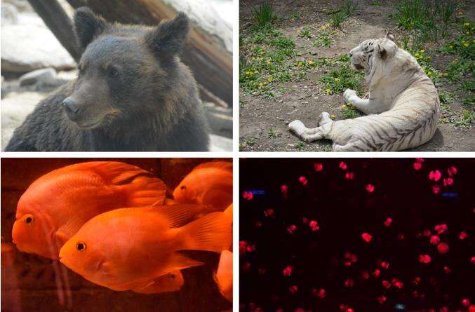 北京四中国际课程佳莲校区