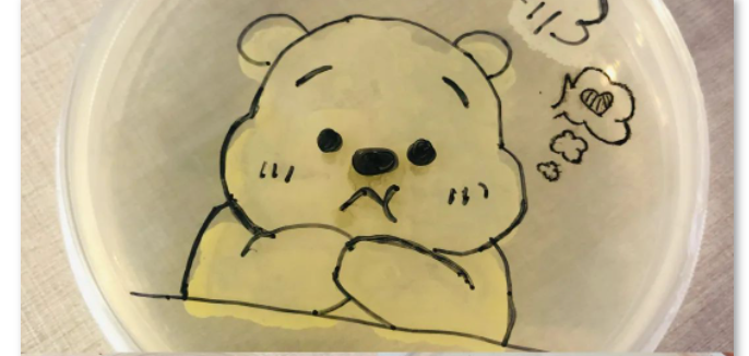 北京中关村外国语学校