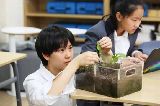青苗学校