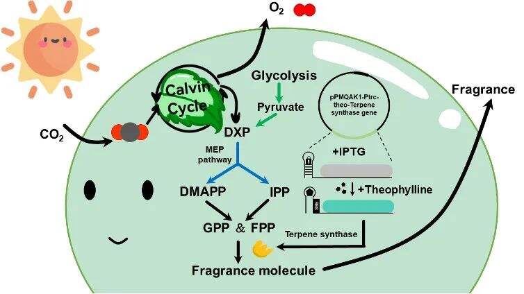 深圳贝赛思国际学校：全球亚军、全球金奖！勇夺2023 iGEM多个奖项！