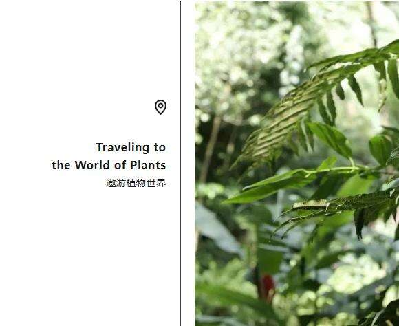 深圳IPC国际校区：秋季户外学习精彩记录！