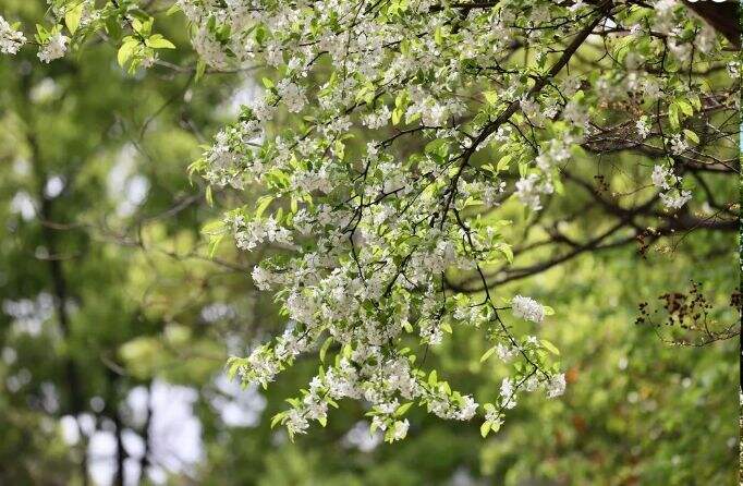 苏州国际外语学校