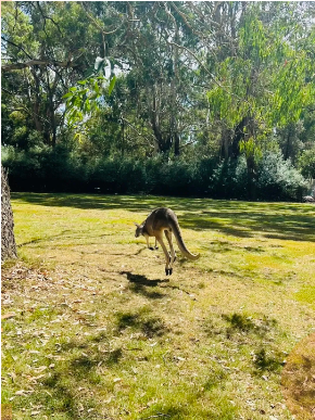向澳洲出发！深圳市南山为明学校高赴澳学籍注册行！