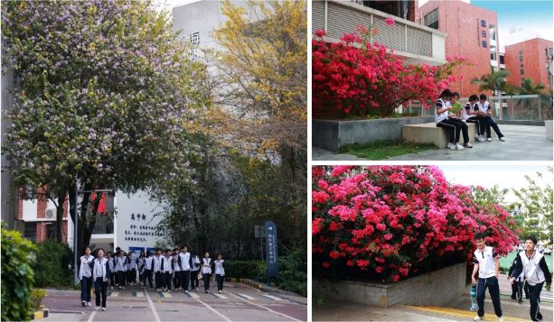 深圳市桃源居中澳实验学校24年高考复读班招生简章！