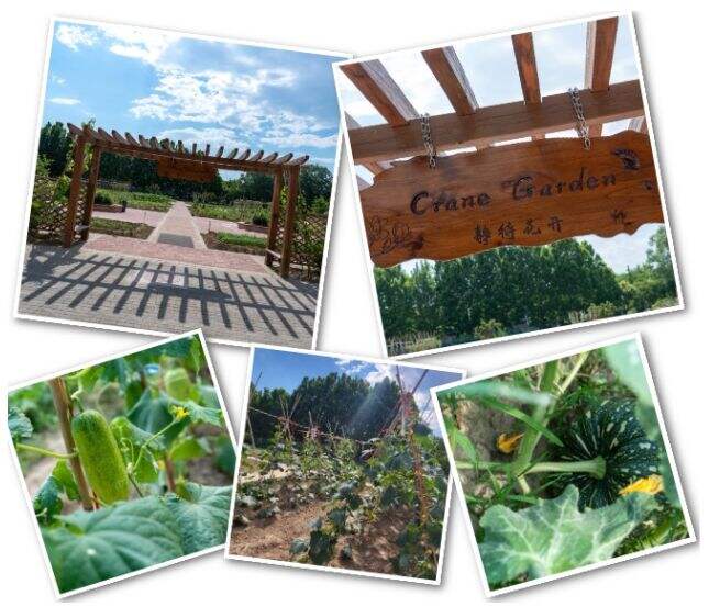 走进北京朝阳区凯文学校：被绿色校园的魅力所吸引！