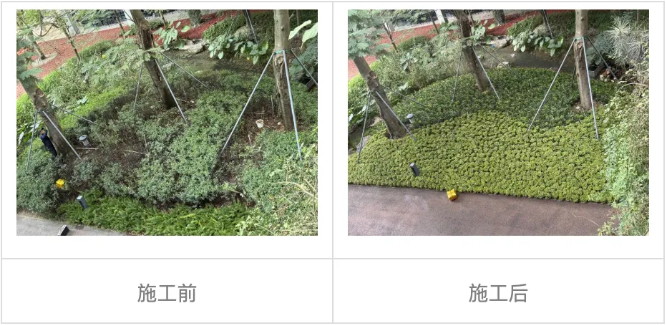 深国交：圣诞假期校园升级工程！